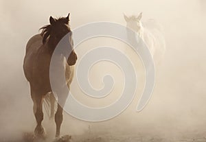 Horses in the Dust photo