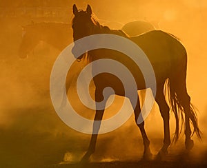 Horses in dust