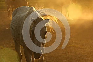 Horses in dust