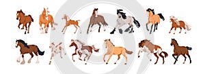 Horses in dynamic poses, movement. Different equine animal breeds set. Thoroughbred stallions, ponies trotting photo