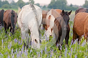 Horses eat a grass