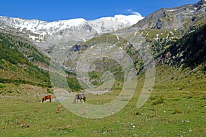 Horses eat grass in the valley of La Larri