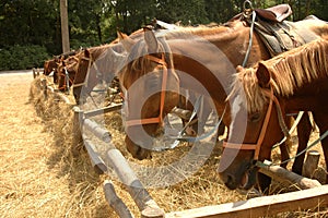 Horses eat hay on the yard