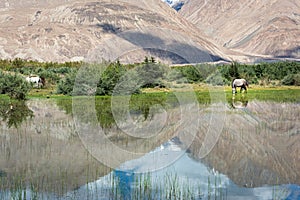 Horses eateng in a beautiful scenary