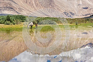 Horses eateng in a beautiful scenary