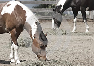 Horses eating