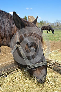 Horses Eating