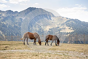 Horses eating in the field with the Pyrenees mountains in background, brown horses grazing