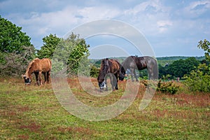 Horses eating the fresh summer grass on a forest hill in Skåne Sweden