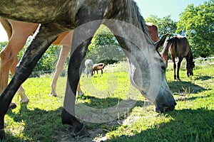 Horses eating grass