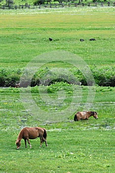 Horses eating grass