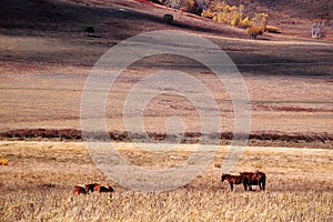 Horses eating grass in autumn prairie