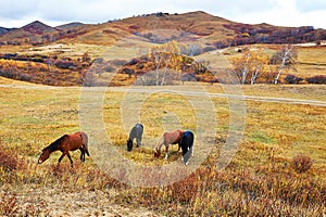 The horses eating grass on the Beigou scenery spot