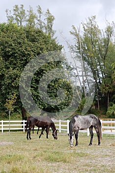 Horses Eating Grass in the Field