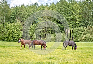 Horses eating grass in the field in summer