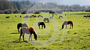 Horses eating grass meadow