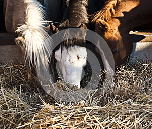 Horses eating hay