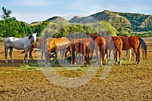 Horses Eating Hay from Feeding Crib in Corral photo