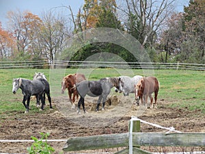 Horses eating hay for lunch