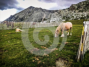 Horses eating & relaxing in the Coll de la Marrana photo