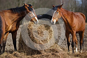 Horses eating