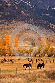 Horses and Elk Herd