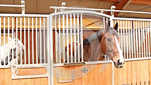 Horses endearment at stall