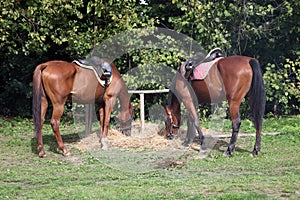 Horses exhibited at the fair in Bjelovar, Croatia