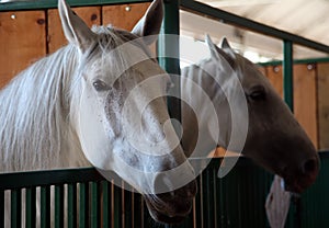 Horses exhibited at the fair in Bjelovar, Croatia