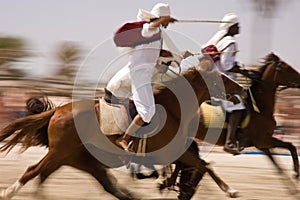 Caballos exhibición 