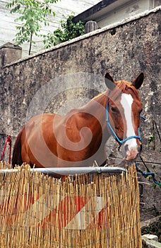 Horses expo: a horse in its box