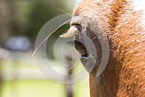 Horses eye closeup.