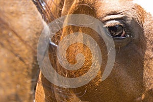 Horses eye closeup.