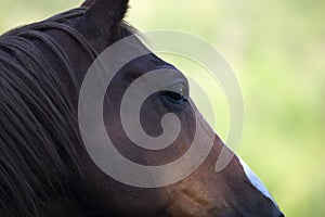 Horses face close up on eye