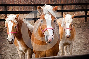 Horses family