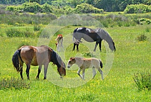 Horses family in springtime