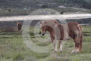 Horses in a farm