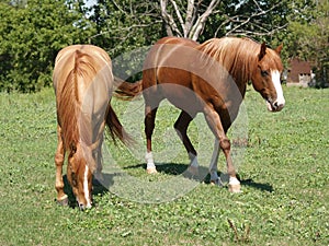 Horses on a Farm