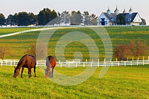 Horses on the Farm