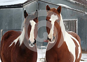 Horses on the Farm