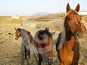 Horses on the farm