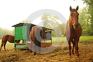 Horses on farm