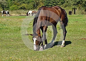 Horses on a farm in the autumn meadow