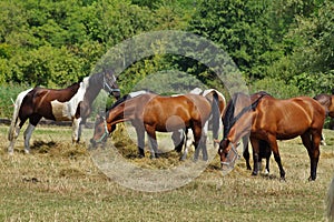 Horses on a farm in the autumn meadow