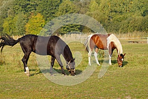 Horses on a farm in the autumn meadow