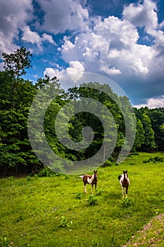 Horses in a farm field in the rural Potomac Highlands of West Vi