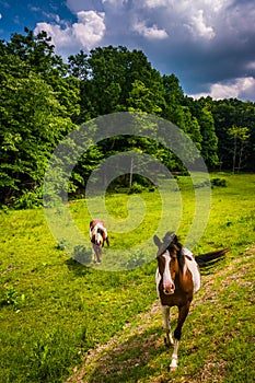 Horses in a farm field in the rural Potomac Highlands of West Vi