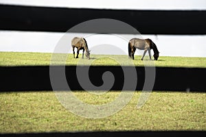 Horses on Farm in Lexington, Kentucky photo