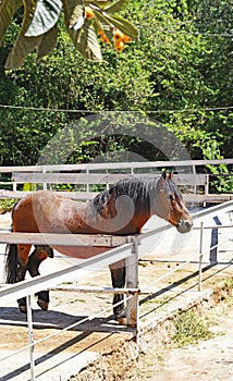 Horses on a farm in Llorens del Penedes, Tarragona photo