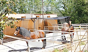 Horses on a farm in Llorens del Penedes, Tarragona photo